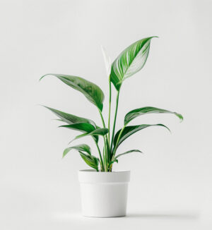 product-03 Silver Mist