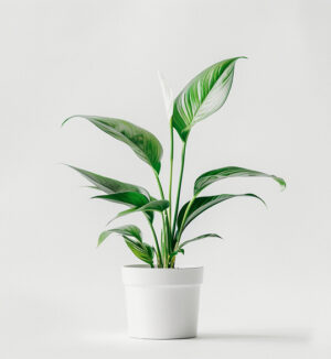 product-06 Tropical Breeze
